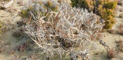 Posidonia australis
