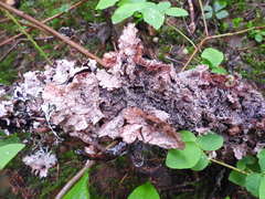 Platismatia norvegica