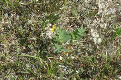 Astragalus umbellatus