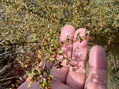 Dodonaea peduncularis
