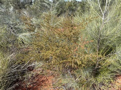 Dodonaea peduncularis