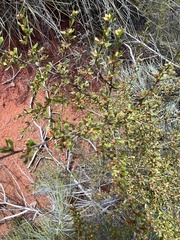 Dodonaea peduncularis