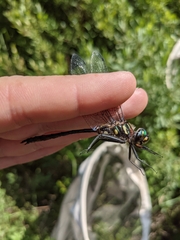 Somatochlora elongata