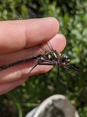 Somatochlora elongata