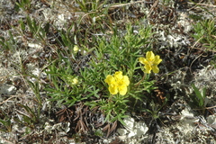 Potentilla biflora