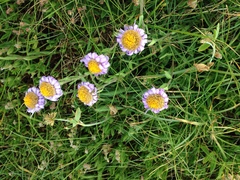 Aster alpinus