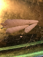 Turbonilla hemphilli