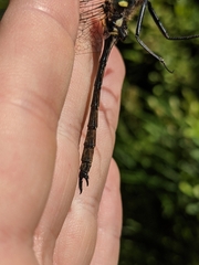 Somatochlora elongata