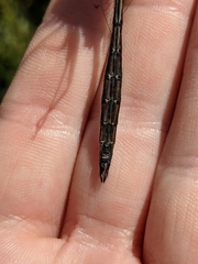 Somatochlora elongata