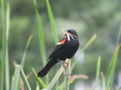 Agelaius phoeniceus caurinus