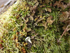 Pseudocyphellaria citrina