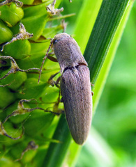 Synaptus filiformis