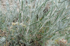 Artemisia longifolia