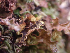 Pseudocyphellaria citrina