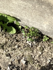 Oxalis