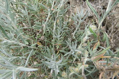 Artemisia longifolia