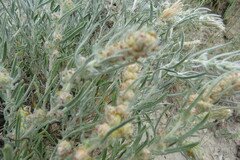Artemisia longifolia