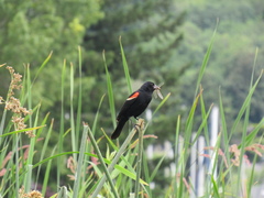 Agelaius phoeniceus caurinus