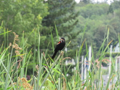 Agelaius phoeniceus caurinus