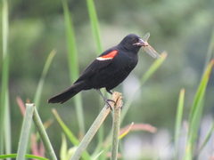 Agelaius phoeniceus caurinus