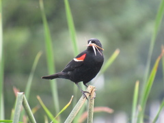 Agelaius phoeniceus caurinus