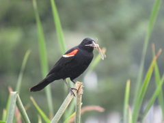 Agelaius phoeniceus caurinus