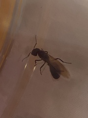 Camponotus