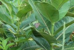Satyrium calanus