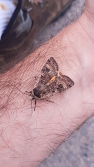 Noctua pronuba