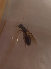 Camponotus