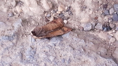 Noctua pronuba