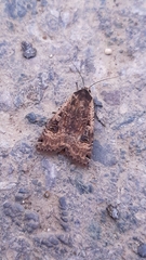 Noctua pronuba
