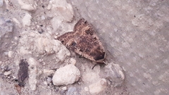 Noctua pronuba