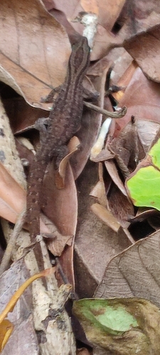 Fantastic Least Gecko, Sphaerodactylus fantasticus
