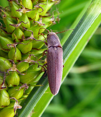 Synaptus filiformis