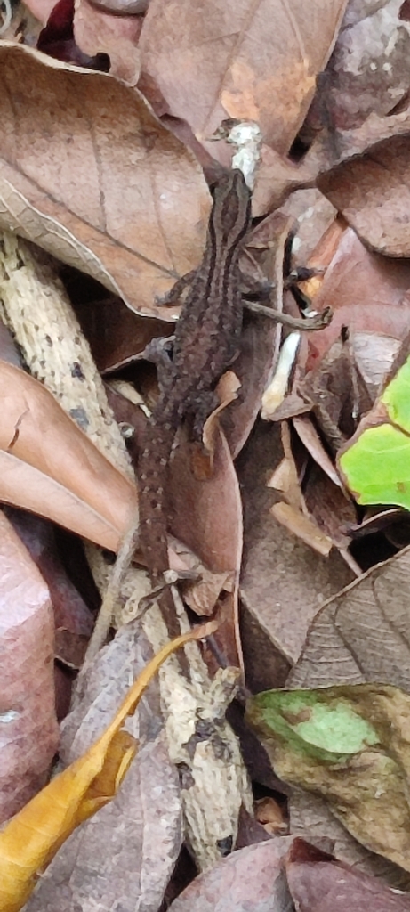 Fantastic Least Gecko
