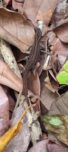 Fantastic Least Gecko