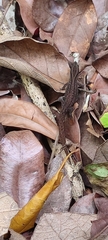 Sphaerodactylus fantasticus ligniservulus