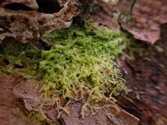 Metzgeria consanguinea