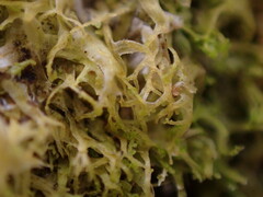 Metzgeria consanguinea