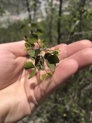 Bauhinia ramosissima