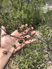 Bauhinia ramosissima