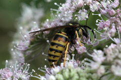 Vespula rufa