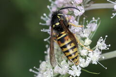 Vespula rufa