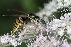 Vespula rufa