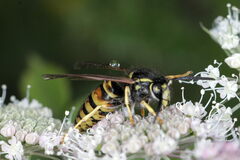 Vespula rufa