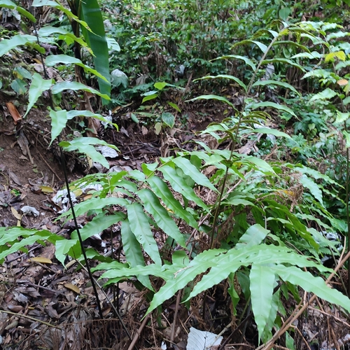 Image of Meniscium reticulatum by no rights reserved