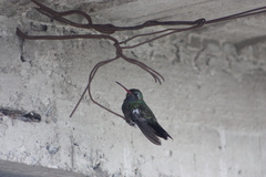 Cynanthus latirostris