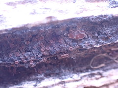 Protopannaria pezizoides