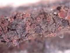 Protopannaria pezizoides